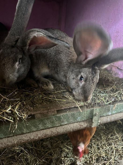 Iepuri urias german la 7 luni