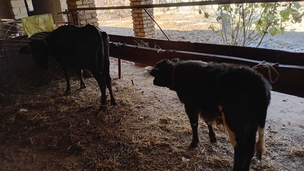 Sirgr bolasi novoscha