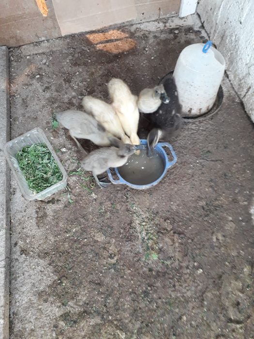 De vânzare rațe indiene care mănâncă melcii