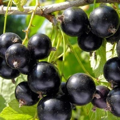 Продам куст смородины черной крупноплодная и красная