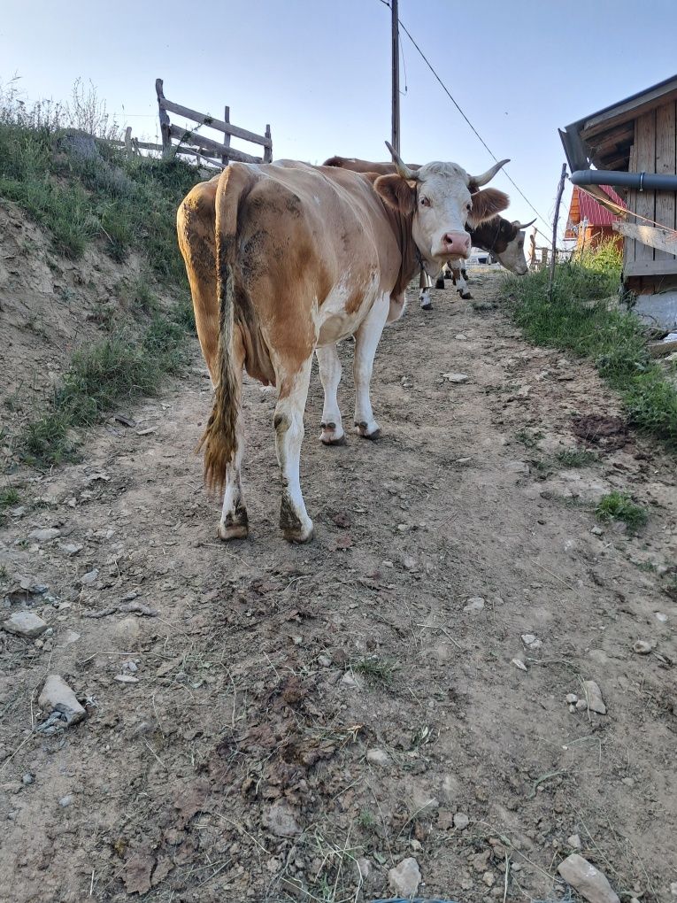 Vând o vaca și o juninca