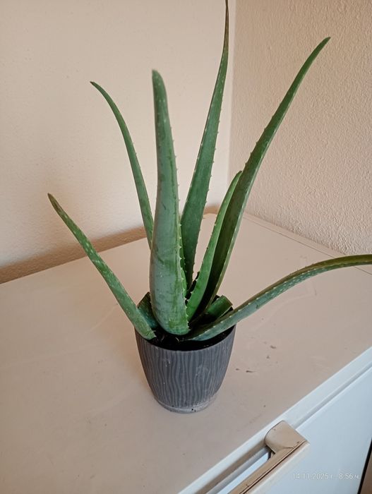 Лечебно алое вера