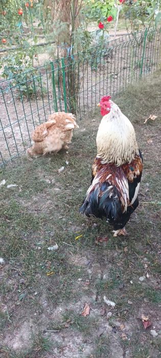 Vand 2 cocosi si 2 rate crescute la curte