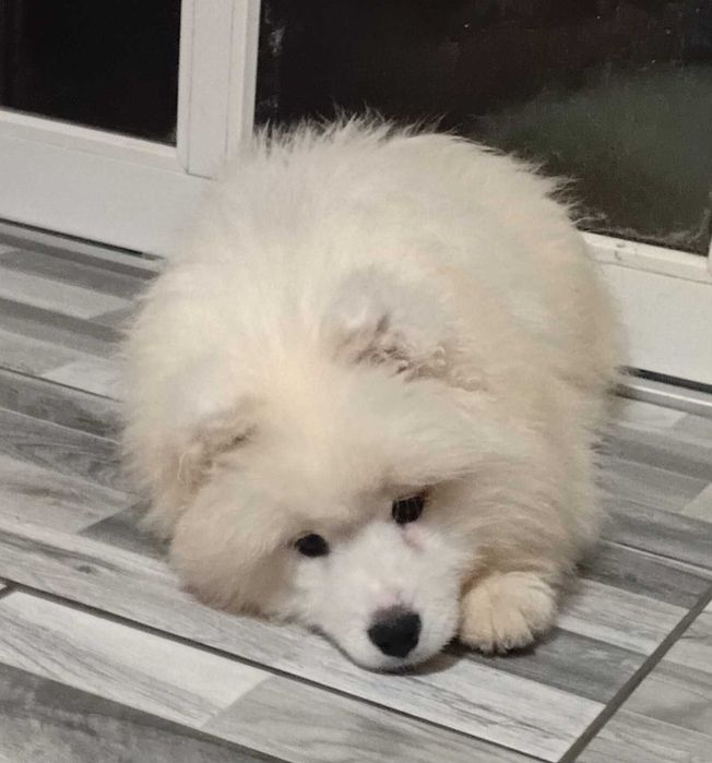 Catel Samoyed pedigree A