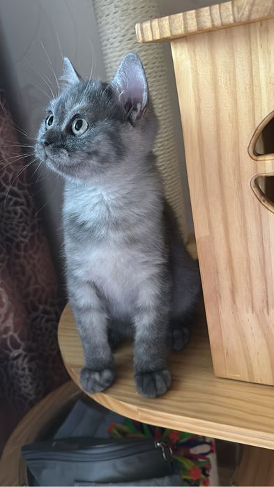 Шикарная плюшевая девочка скоттиш страйт с паспортом