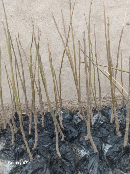 Павлония кучатлари