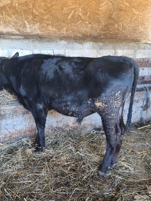 Vânt tăuraș de 8 luni