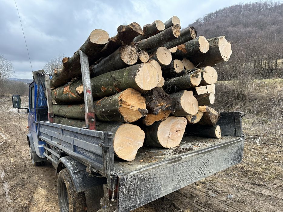 Lemn foc eseata tare