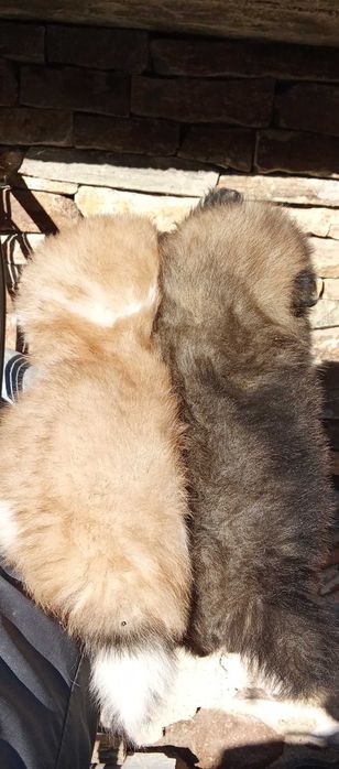 Продавам померан