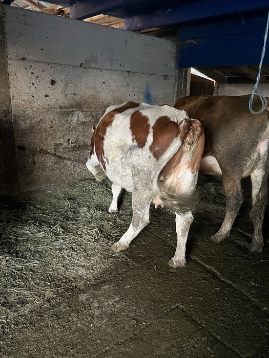 De vinzare vaca baltata