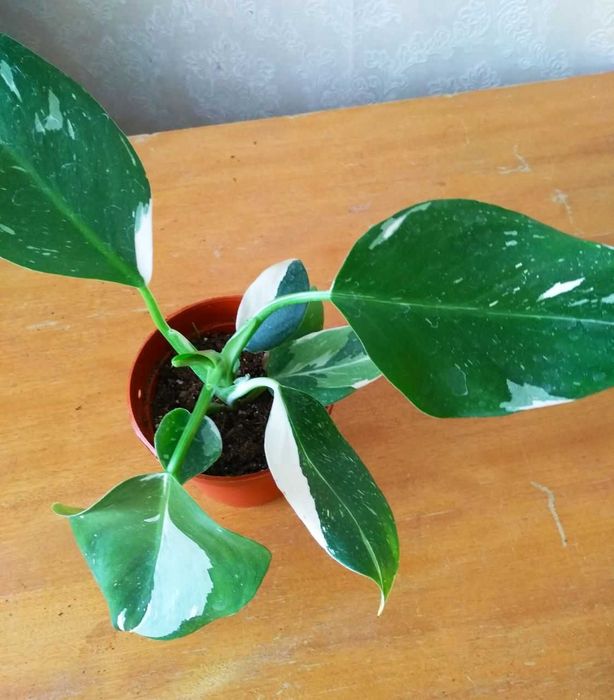 Филодендрон Белая Принцесса для дома и офиса