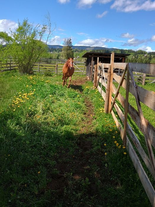 Mânză de vânzare de trei ani