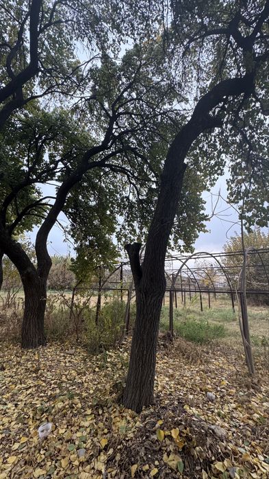 Утин урик дарахт