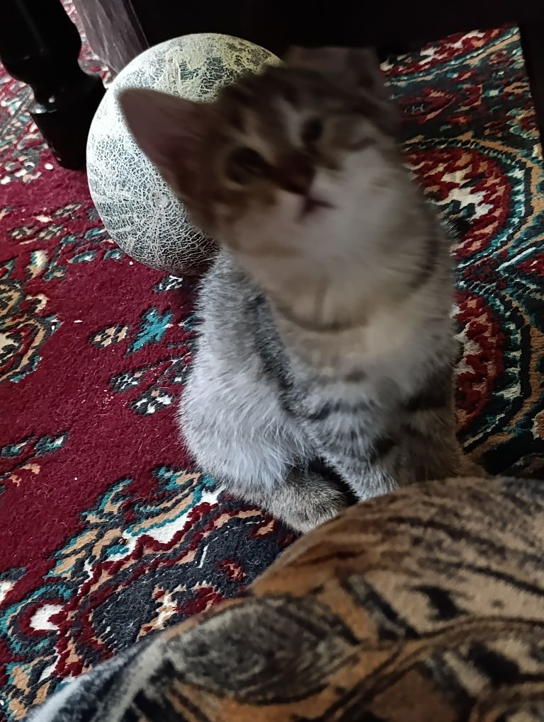 Mushukchalar 4 ta bepul