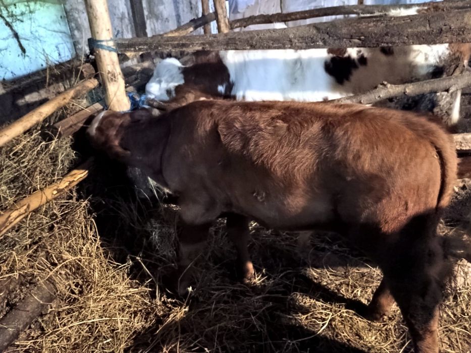 Vitei bălțată și angus