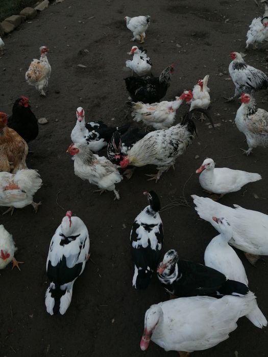 Pasari de curte: gaini americane, rate mute si gaste lesesti