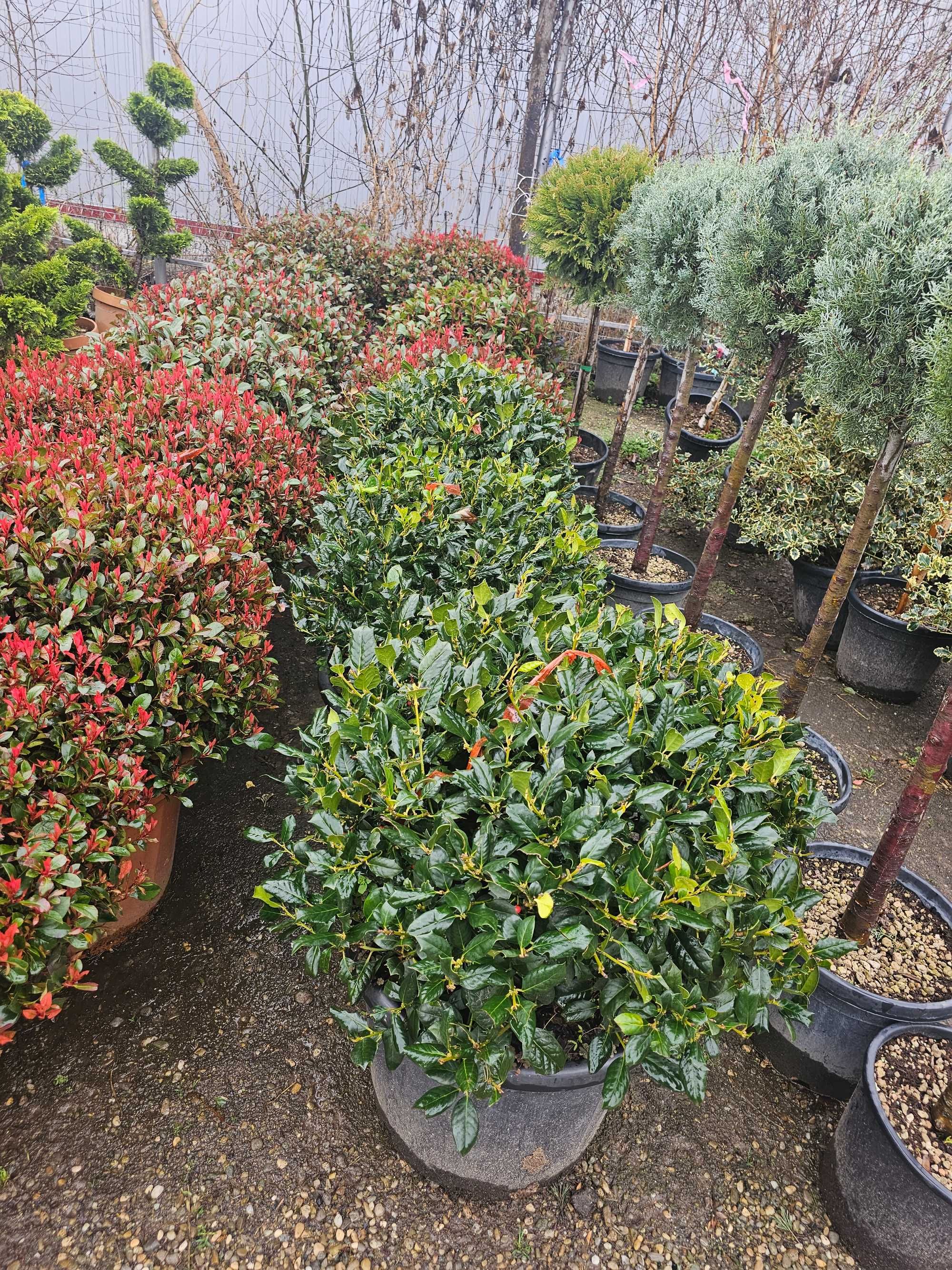 Photinia lelandy tuia smarald mesteacăn platani brazi tei