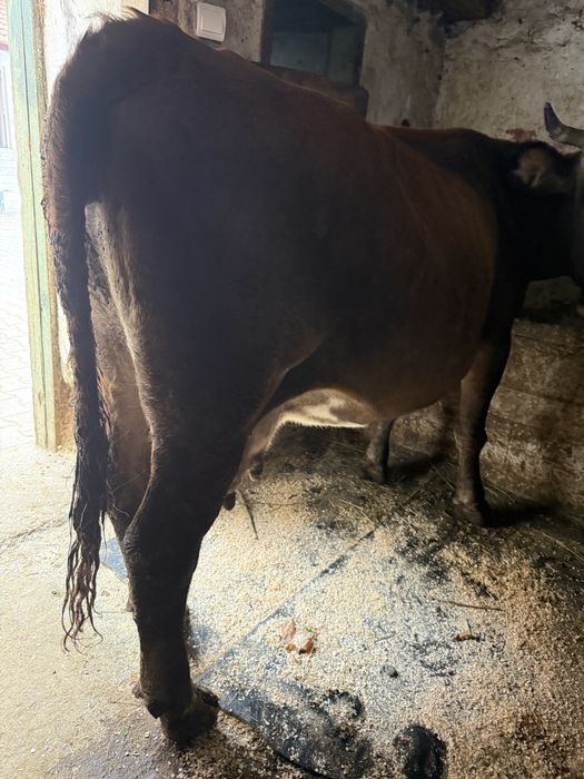 Vand vaca cu vitea angus