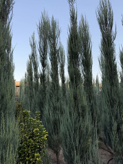 Skayroket majevelnik