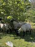6 oi suffolk gestante