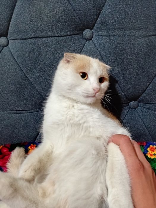 Britaniski mushuk bn chachishtirilgan