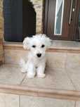 Bichon maltez talie mica