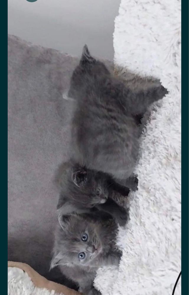 british shorthair blue