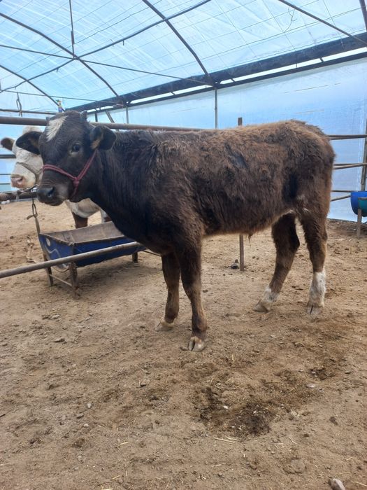 Бузок новос сотилади