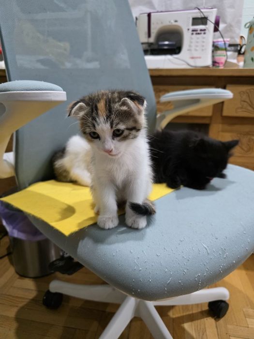 Котята вислоухие