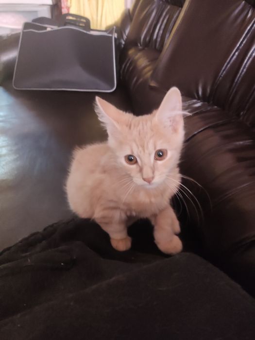 Подарявам котенца