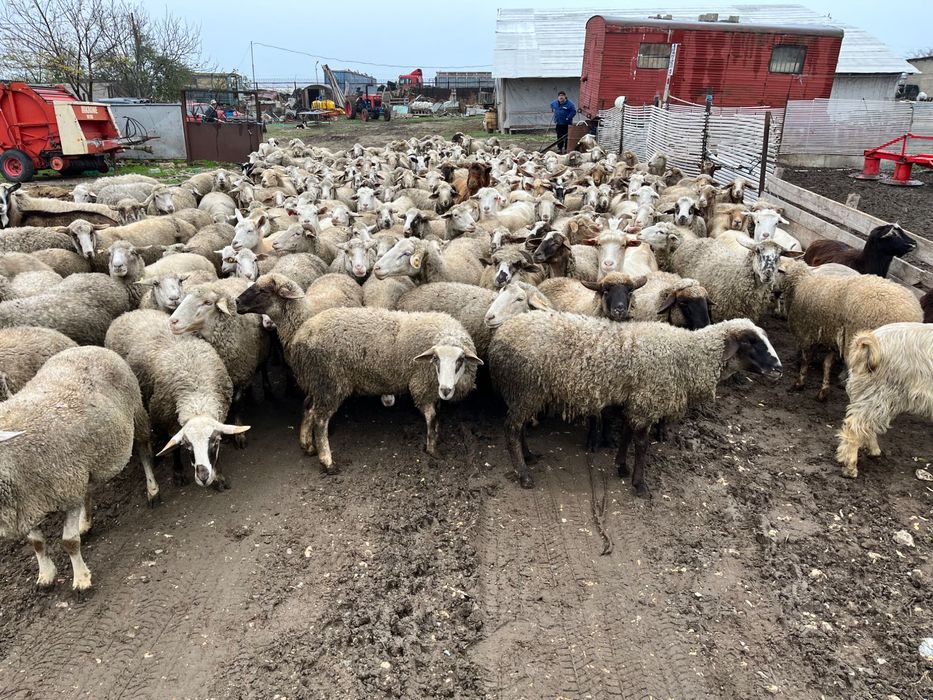 Oi de vânzare! 120 de oi din 180