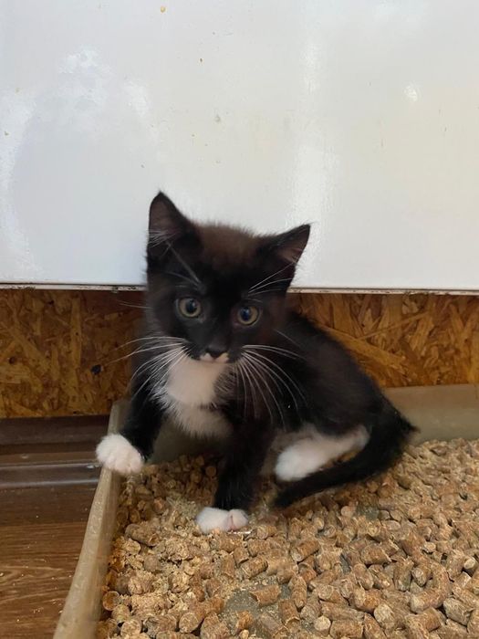 Отдам котёнка в добрые руки