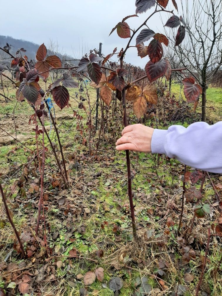 Vand butași MUR anul 2 Thornfree