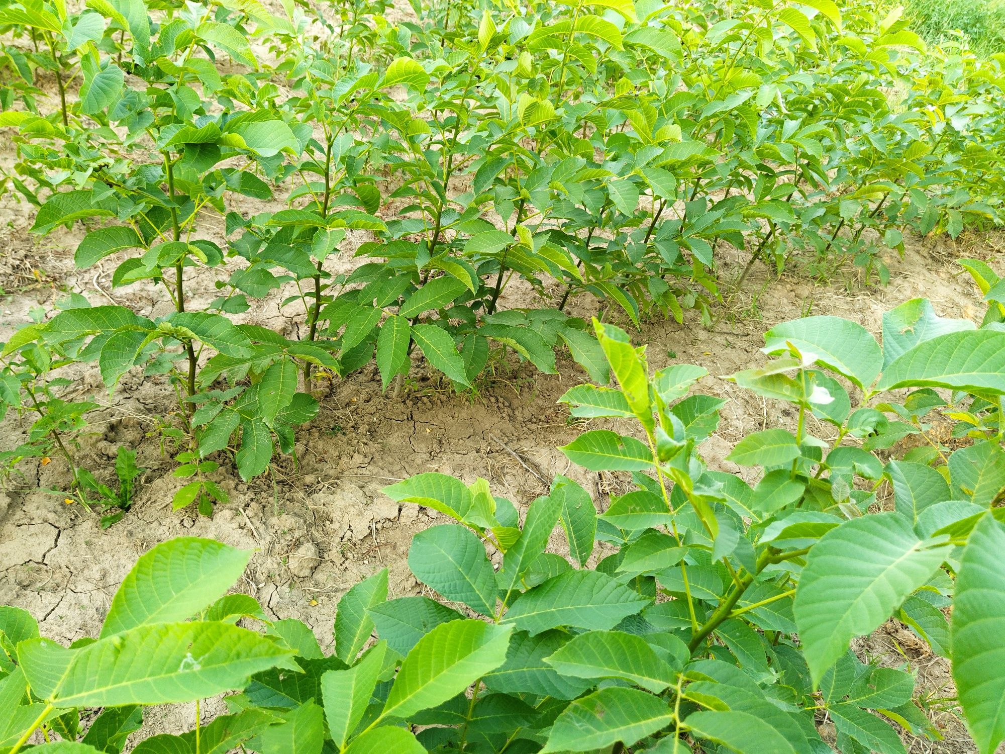 Puieți nuc (Juglans regia) an 1