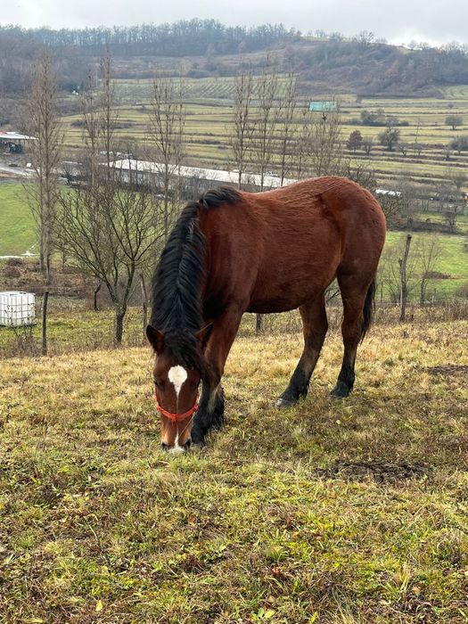 Vând 2 Mânze - Exemplare Superbe