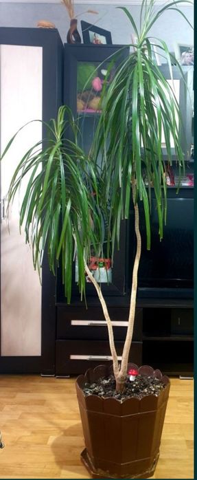 Vand floare naturala (birou,apartament, casa)