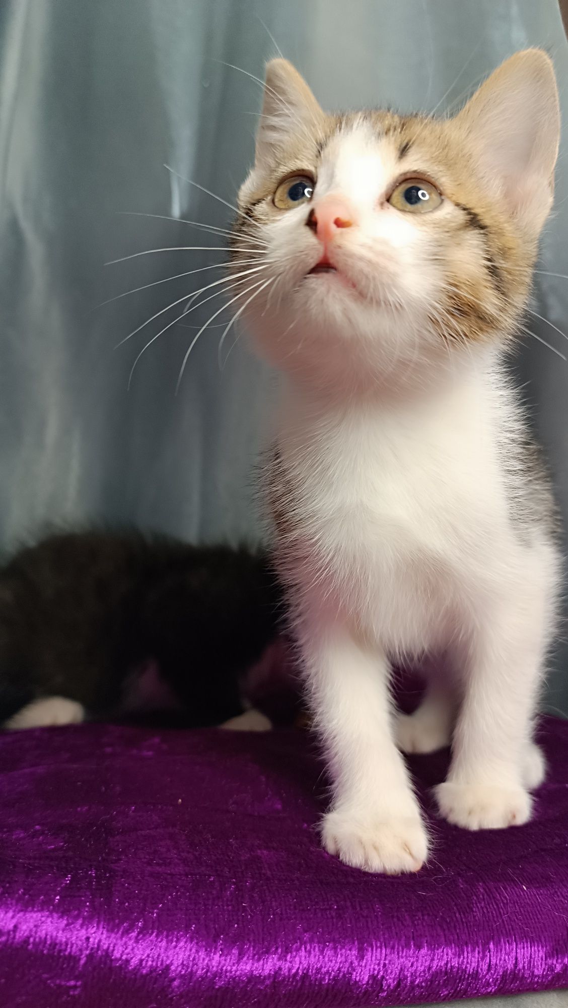 Котенок  девочка в добрые руки