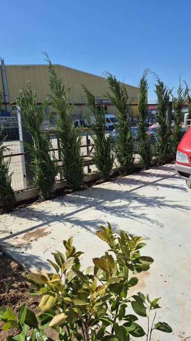 Thuia leilandi leylandii