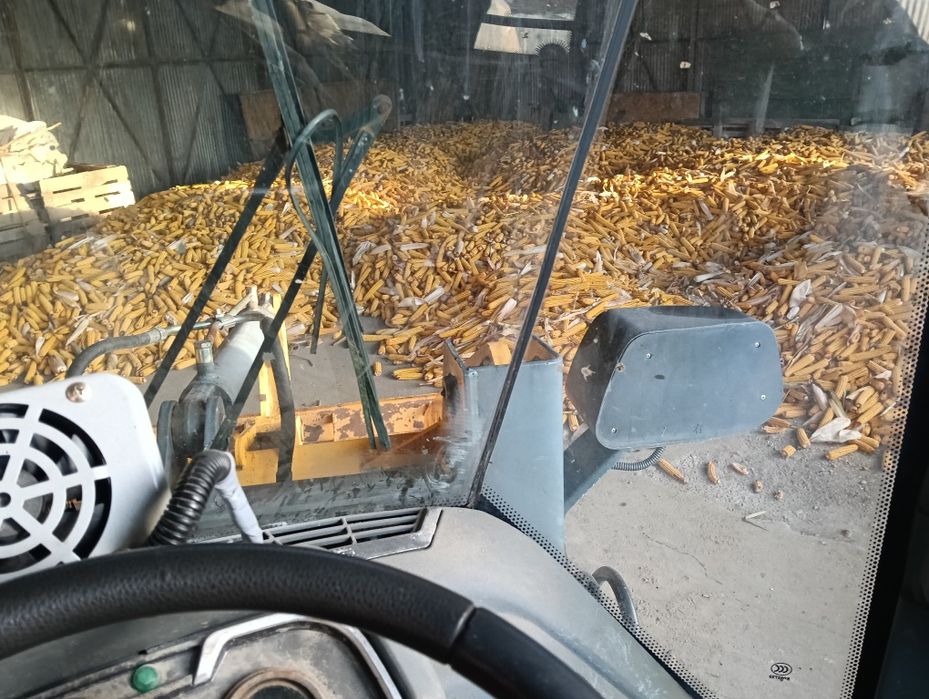 Porumb stiulete 2025