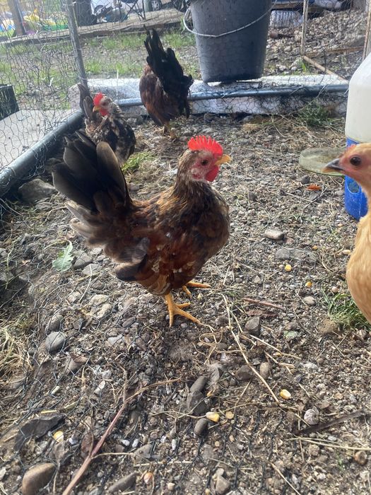 Gaini serama vand sau schimb