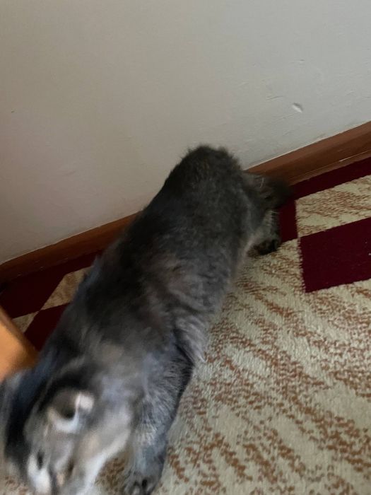 Скоттиш фолд мушуги сотилади