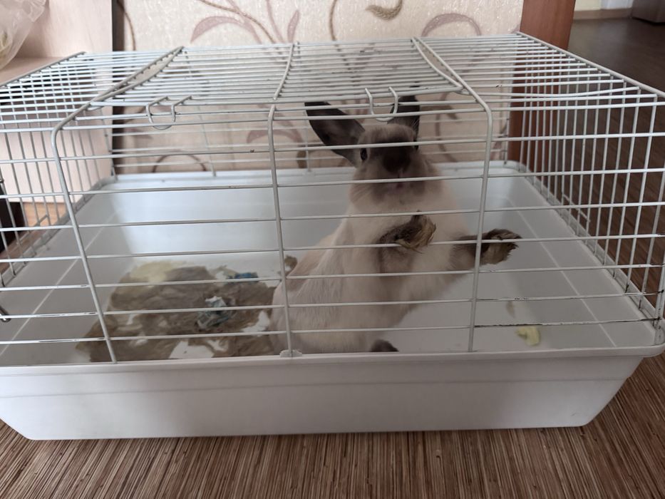 Отдам бесплатно