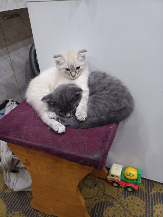 Котята веслоухий бесплатно