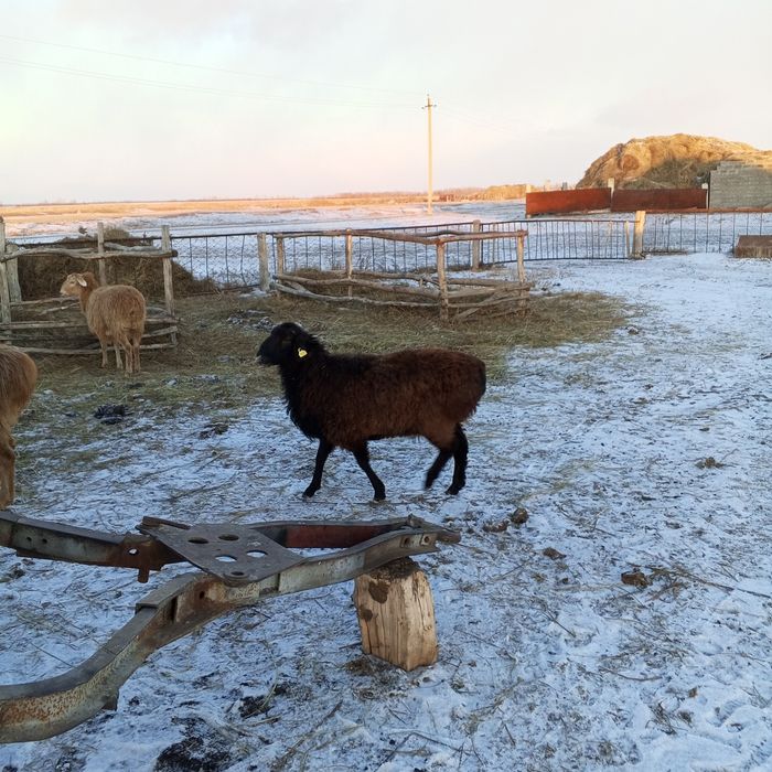 Продам баран молодняк