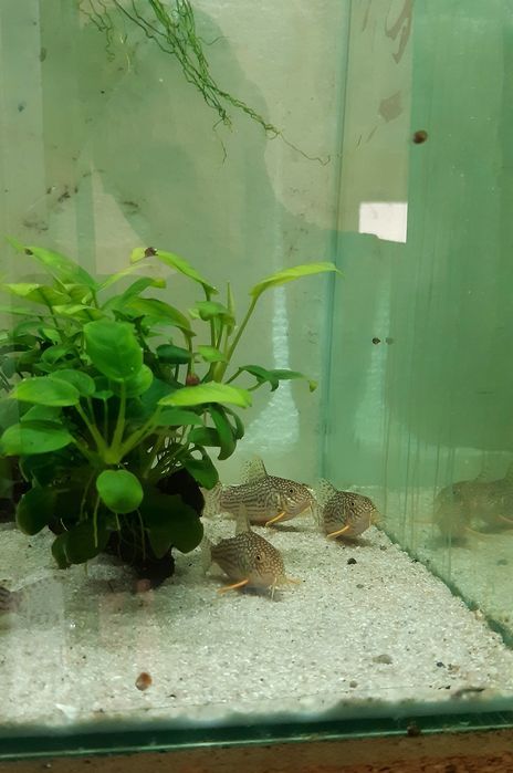 Corydoras (Hoplisoma) Similis,Sterbai, Gold Laser (CW010), pesti sanit