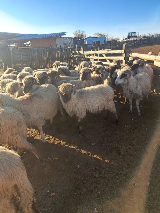 vand oi reforme de taiat