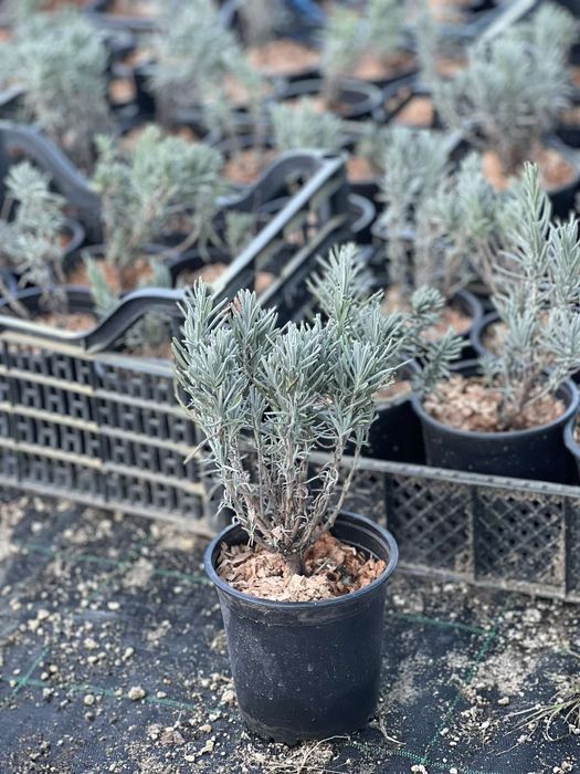 Лавандула Ароматна