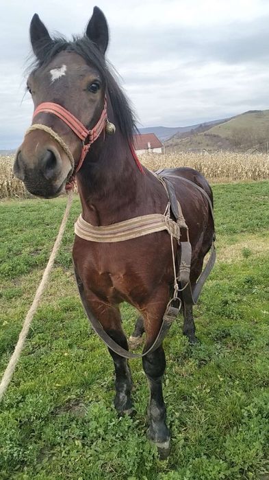 Vând mânz de un an jumate