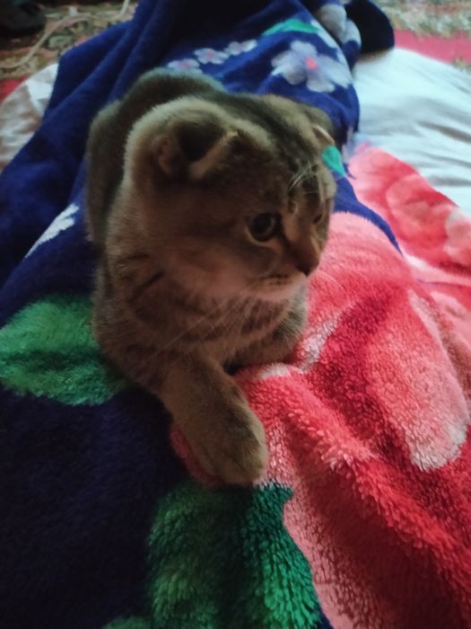 Залатой шиншилла & Скотш фолд.