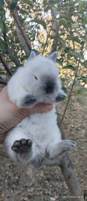 Калифорния куен болалари сотилади